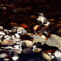 Sparrowhawk